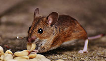 Find Exterminators in Passaic County